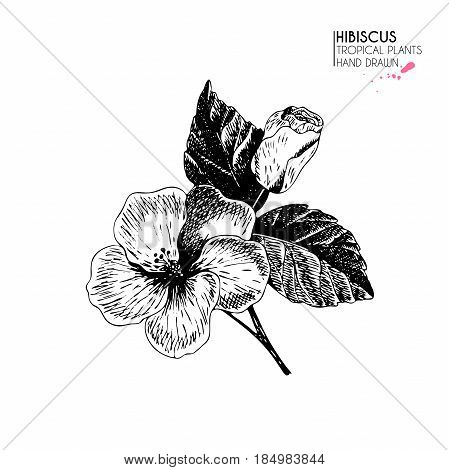 Vecotr hand drawn tropical plant icons. Exotic engraved leaves and flowers. Isoalated on white. Hibiscus flower and leaves on twig. Vintage style illustration. Use for exotic beach, wedding, partty
