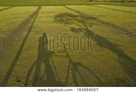 Photographer capturing a self portrait of his shadow with a tree, .