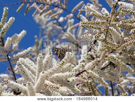 Blooming tamarix and butterfly against the blue sky