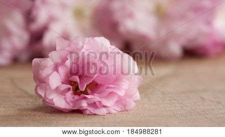 Pink Kwanzan cherry blossom on a wooden table