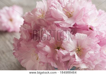Pink Kwanzan cherry blossoms on a wooden table