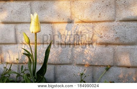 The amazing nature of a white tulip blossoming under the sunlight in the middle of a summer or spring landscape. Natural flowers bloom decoration near the wall as a background.