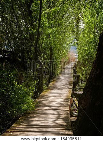 wooden footbridge leads through the forest to the shore of the lake to the bathing place and the boat dock leisure or holiday activity in the idyllic nature vertical