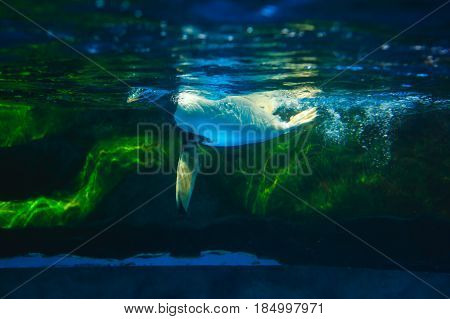 Cute penguin swims in blue water with a big splash