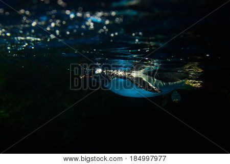 Cute penguin swims in blue water with a big splash