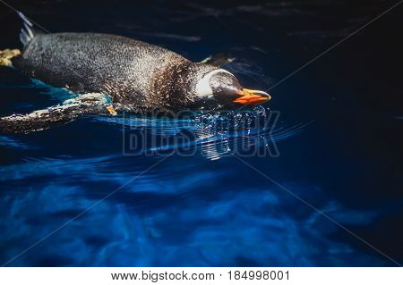 Cute penguin swims in blue water with a big splash
