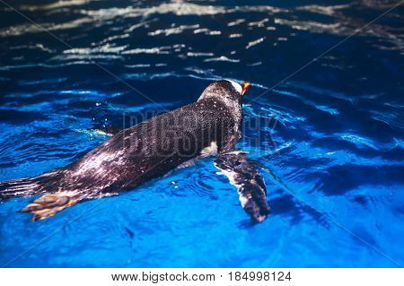 Cute penguin swims in blue water with a big splash