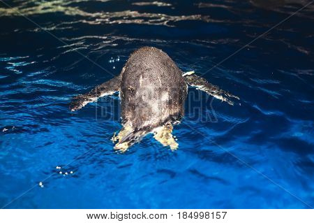 Cute penguin swims in blue water with a big splash