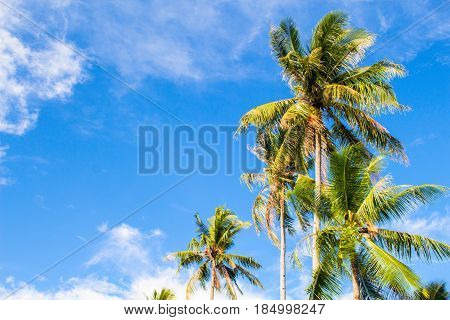 Romantic palm tree on tropical island. Bright blue sky background. Summer vacation banner template. Fluffy palm tree with green leaves. Coconut palm under sunlight. Exotic nature holiday postcard view
