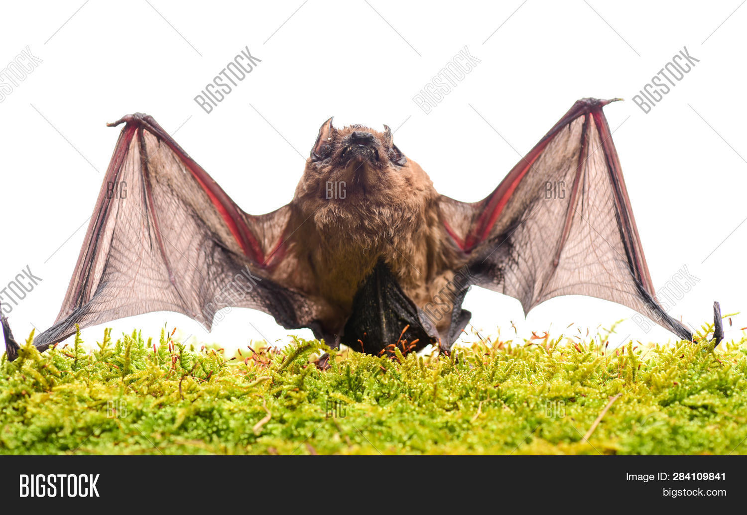 Ugly Bat. Wild Nature Image & Photo (Free Trial) Bigstock