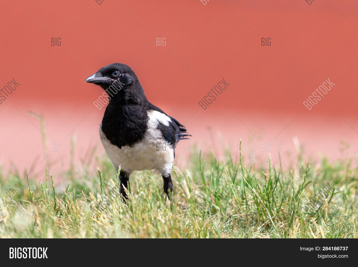 Young Magpie Sitting Image & Photo (Free Trial) Bigstock