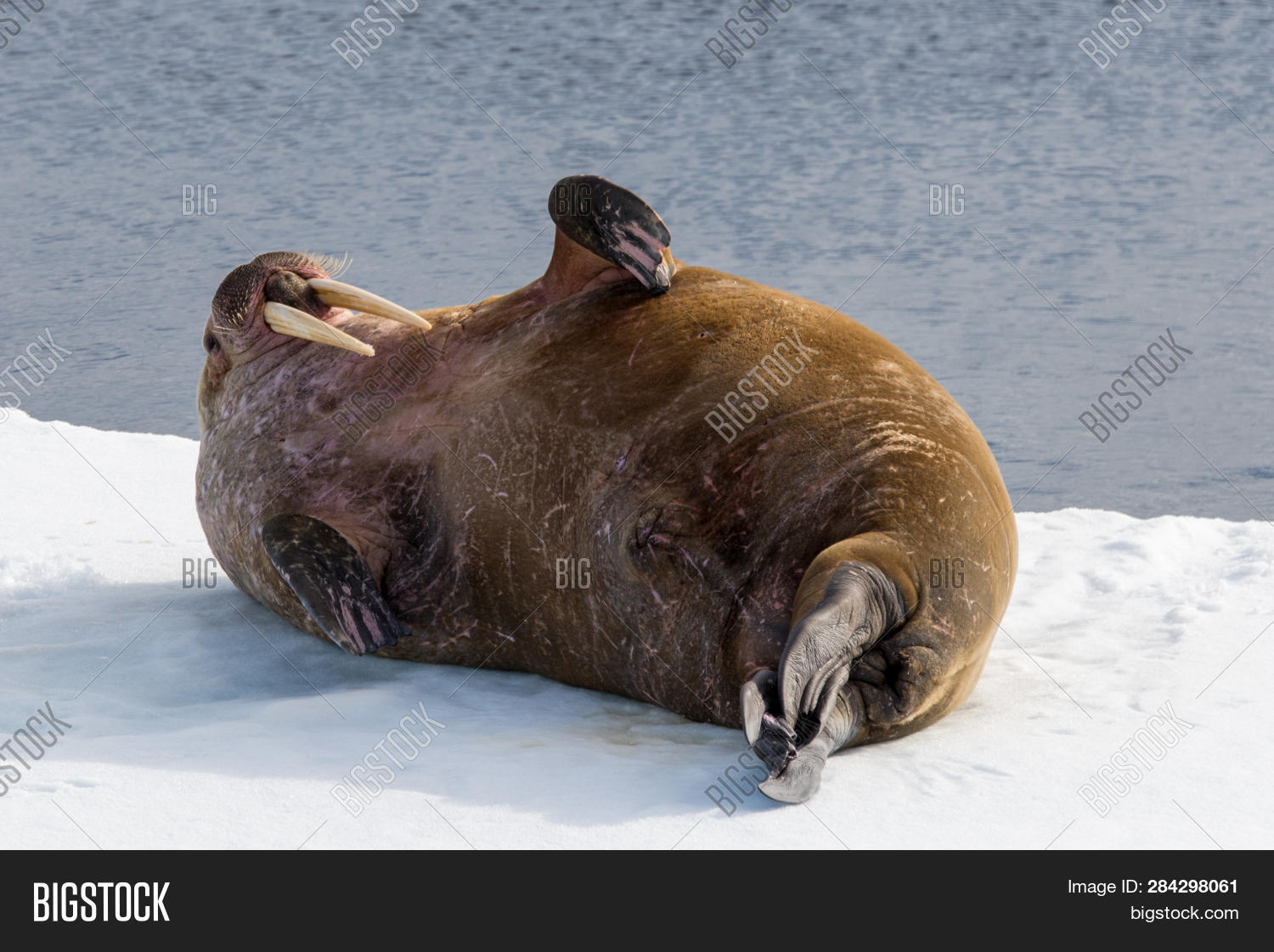 морж в тундре. морж на льду. морж на льду. моржиха на льду. морж в арктике.