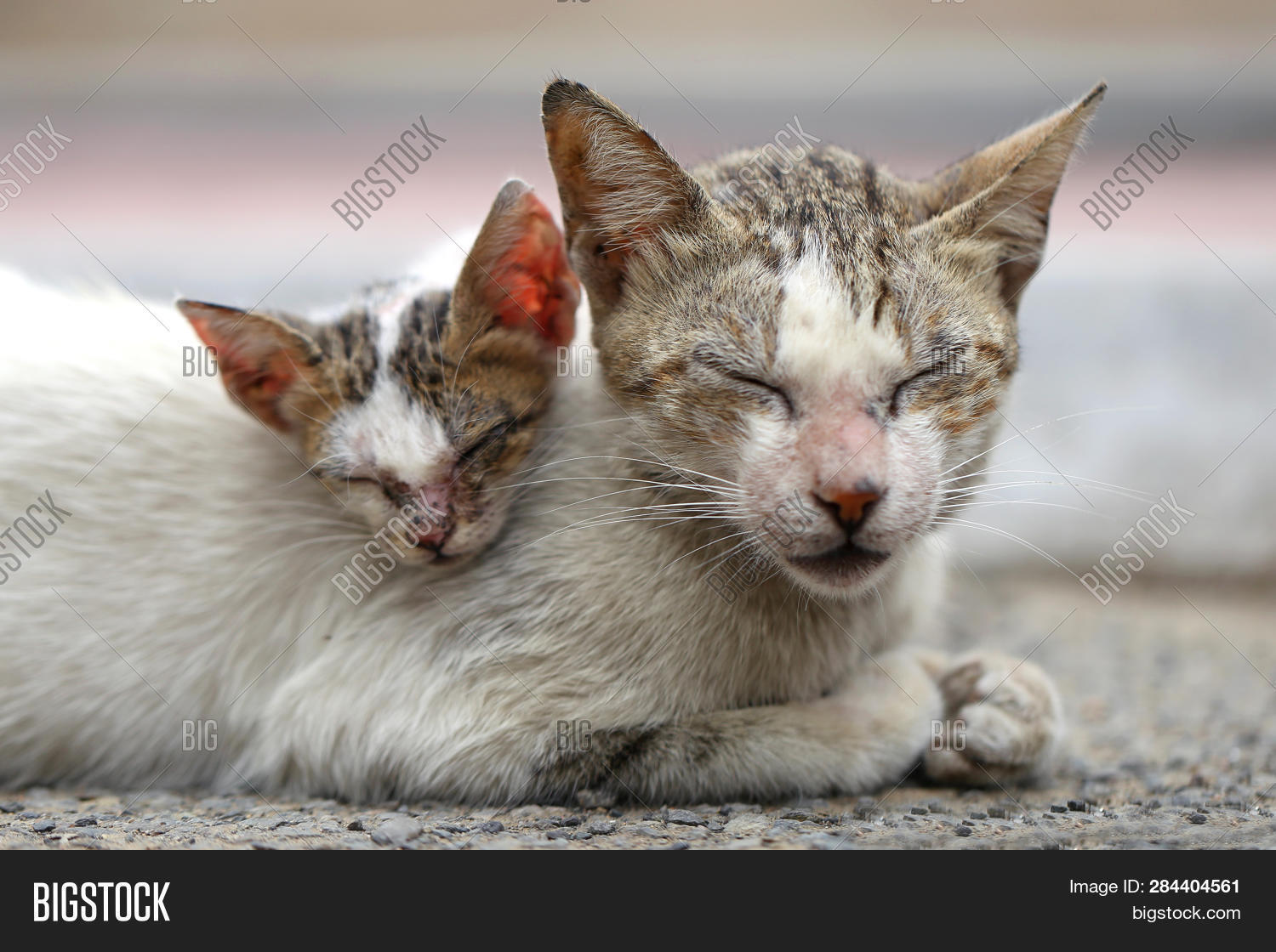 Vagrant Sick Cats. Image & Photo (Free Trial) Bigstock