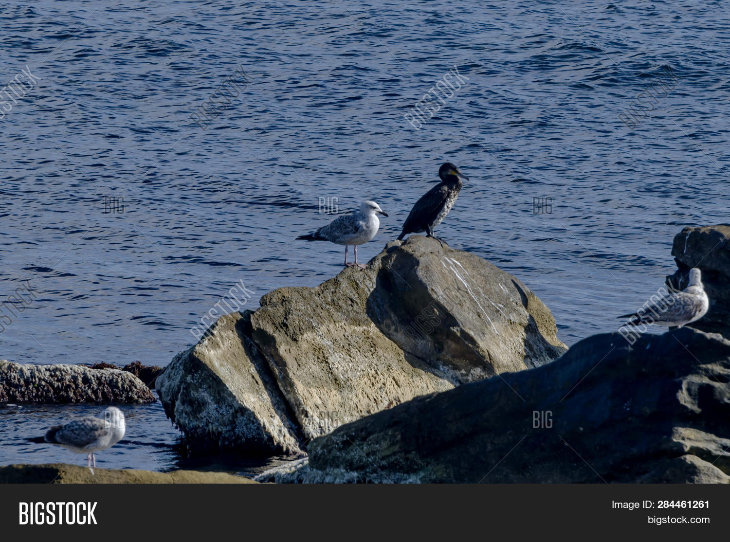 Life By Seashore Black Image & Photo (Free Trial) | Bigstock
