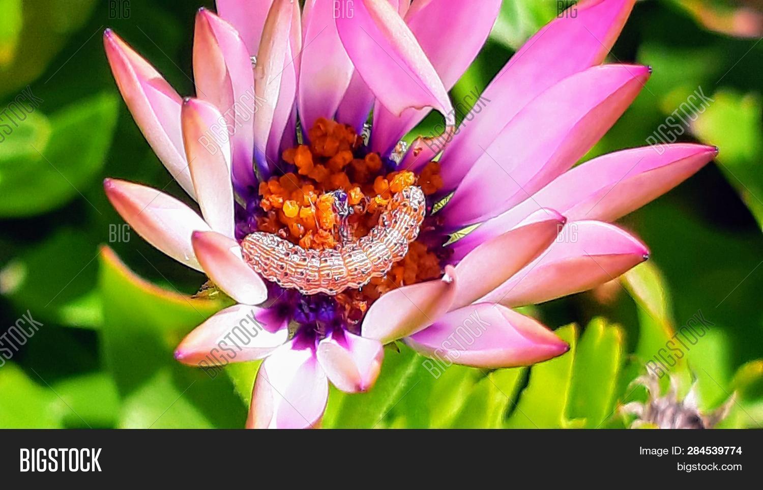 Caterpillar Eating Image & Photo (Free Trial) Bigstock