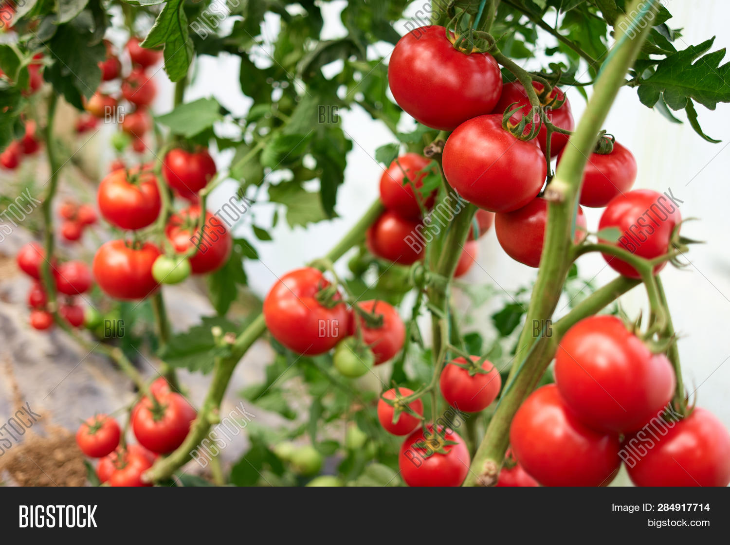 Red Tomatoes On Branch Image & Photo (Free Trial) | Bigstock