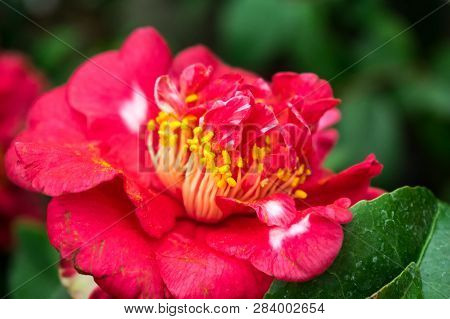 Red Camellia Flower In Full Bloom. Close Up Pink Camellia Flower. Beautiful Flower Macro
