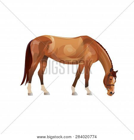 Grazing Chestnut Horse. Vector Illustration Isolated On White Background