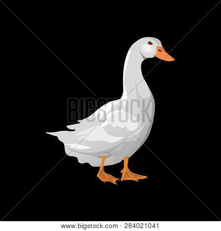 Domestic White Duck. Vector Illustration Isolated On The Black Background