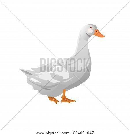 Domestic White Duck. Vector Illustration Isolated On The White Background