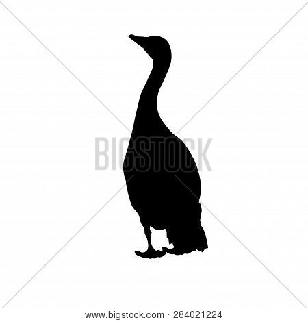 Silhouette Of Wary Greylag Goose. Vector Illustration Isolated On White Background