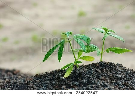 Cannabis Seedling Close Up On Background. Growing Marijuana From Soil For The Production Essential C