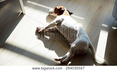 Young Jack Russell Terrier Dog Sleeping On A Floor In Room Near Window.