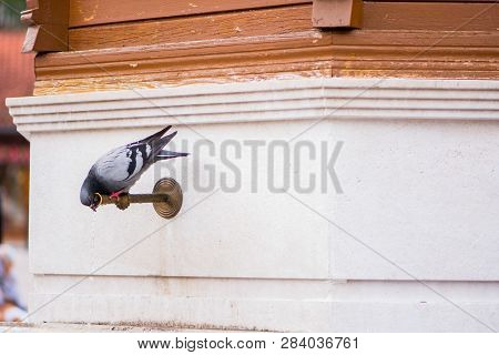 Thirsty Pigeon Drinking Water From The Tap On Famous Fountain Sebilj
