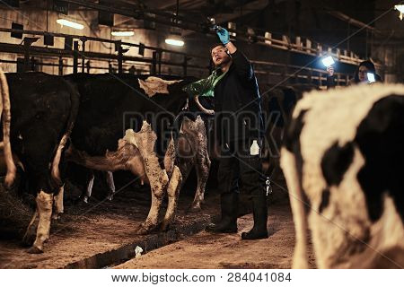 Veterinarian Makes The Procedure Of Artificial Insemination Of A Cow In A Farm