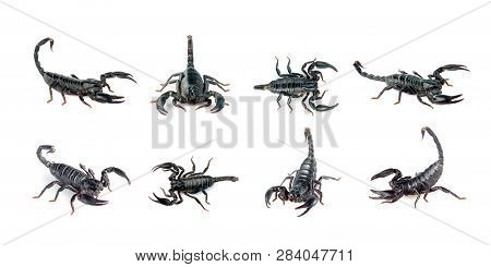 Group Of Scorpion Isolated On A White Background. Insect. Animal.