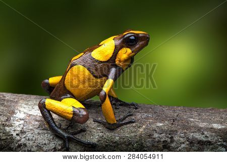 harlequin poison dart frog, Oophaga histrionica. A small poisonous rain forest animal living in the jungle of Colombia