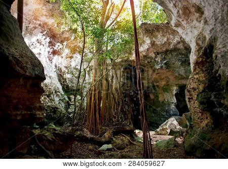 Collapsed Roof of The Cathedral Cave on Bahama Island of Eleuthera and Adaptive Vegetation
