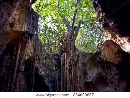 Collapsed Roof of The Cathedral Cave on Bahama Island of Eleuthera and Adaptive Vegetation