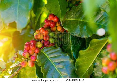Fresh Organic Coffee Beans At North-side Of Thailand.