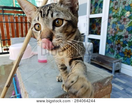 The Gray Striped Cat On The Wooden Table Looks Up At The Owner, Top View, Laying In Thailand, High F
