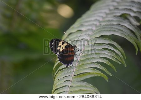 Green Leaf With A Brown And Black Longwing Striped Butterfly.