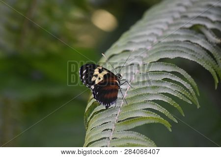 Longwing Butterfly With Brown And Black On His Wings.