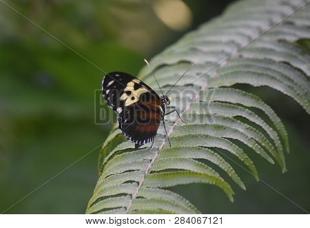 Pretty Striped Longwing Butterfly With Brown And Black Wings.