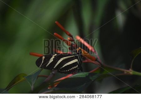 Garden With A Pretty Striped Zebra Longwing Butterfly.