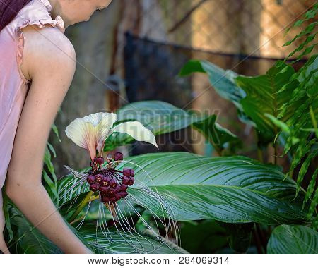 Young Girl Looks At Uniquely Shaped White Batflower In Botanical Gardens