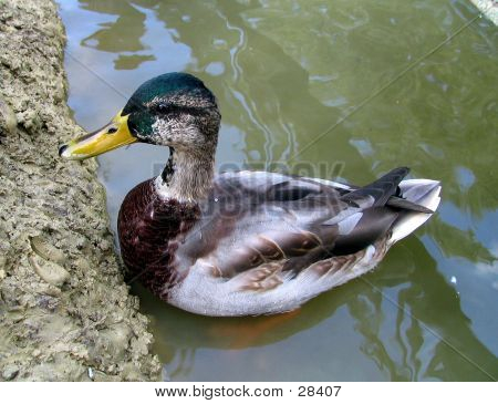 Ente-3