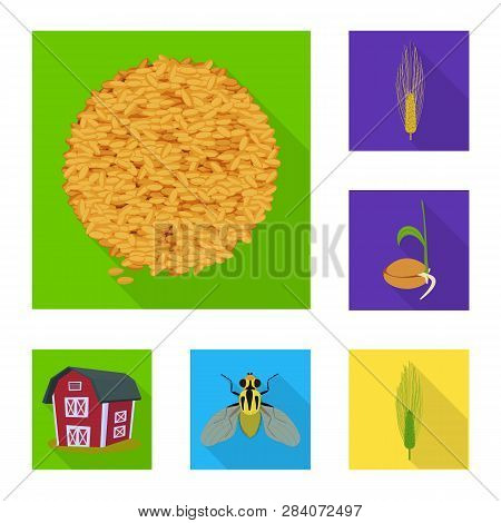 Vector Design Of Wheat And Corn Icon. Collection Of Wheat And Harvest Vector Icon For Stock.
