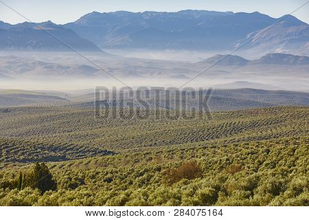 Olive Tree Fields In Andalusia. Spanish Agricultural Harvest Landscape. Jaen