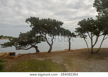 Trees By The Sea Of Ibiza A Cloudy Day