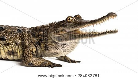 West African slender-snouted crocodile, 3 years old, isolated