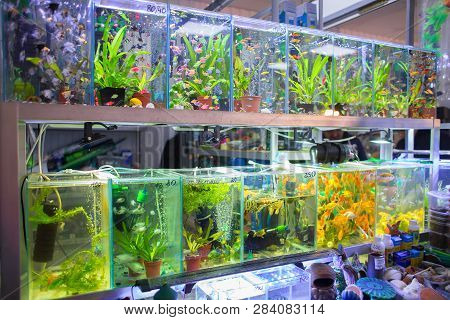 Sale Of Aquarian Small Fishes In Pet-shop. A Big Show-window With Aquariums In Poultry Market
