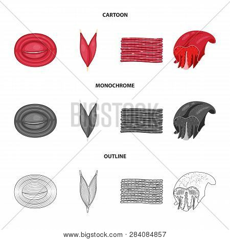 Vector Illustration Of Fiber And Muscular Symbol. Set Of Fiber And Body  Stock Vector Illustration.