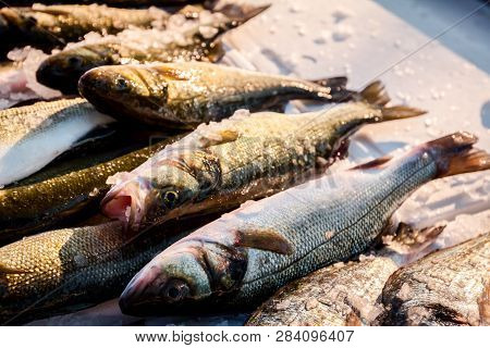 Pile Of Fresh Branzino, Sea Perch, Mullet, Fish For Sale On The Fishmonger, Outdoor Seafood Market.