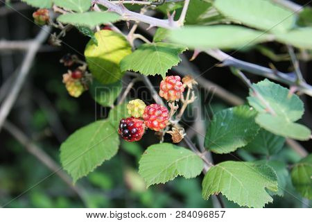Wild Blackberries In The Agios Nikolaos Park Naousa Greece