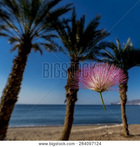 Head Of Blossoming Albizia Julibrissin Is Known As Lenkoran Acacia Tree As Well As Persian Silk Tree
